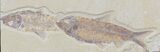 Multiple Knightia Fossil Fish Plate -x #32749-3